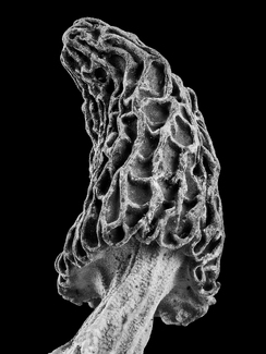 Morel Mushroom 1 Morel Mushroom 1