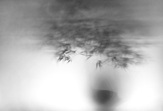 Bonsai Shadow - Hokidacha #2 Bonsai Shadow - Hokidacha #2