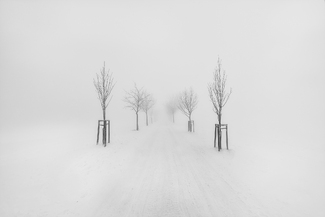 Trees in Fog Trees in Fog