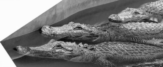 Three Gaters Three Gaters