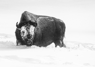 Bison in the Winter