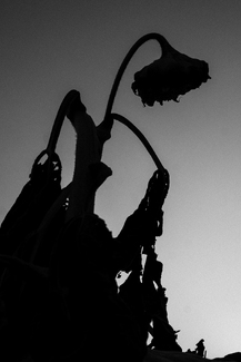 The Beauty of Imperfection #2 The Beauty of Imperfection #2