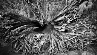 Uprooted Uprooted