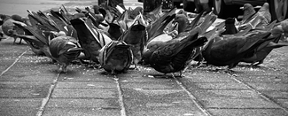 Tails of feeding Tails of feeding