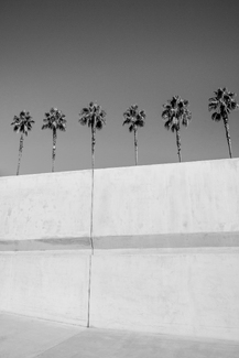 Palm Trees & Concrete Palm Trees & Concrete