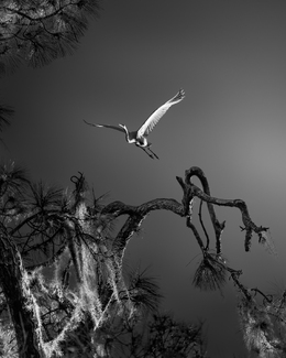 Color of the Wings Color of the Wings