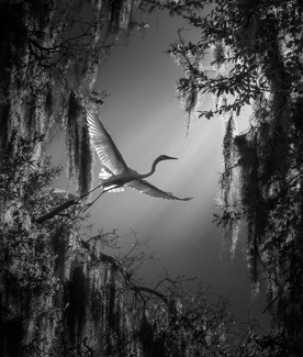 Morning’s Glory Morning’s Glory