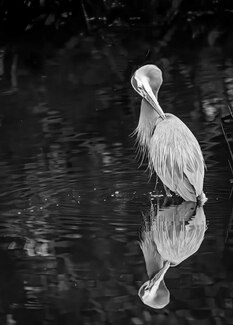 The Great Blue Times Two The Great Blue Times Two
