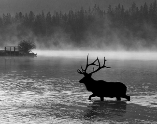 Bull Elk in Sprague Lake Bull Elk in Sprague Lake