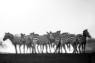 Dust of Amboseli Dust of Amboseli