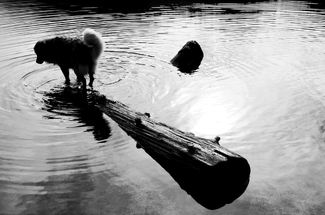 A Delicate Balance A Delicate Balance