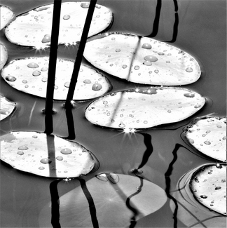 Lily Pads and Reeds, Morning Lily Pads and Reeds, Morning