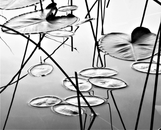 Lily Pads and Reeds, Dusk Lily Pads and Reeds, Dusk