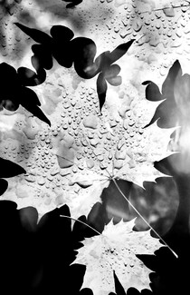 Maple Leaves On Water Maple Leaves On Water