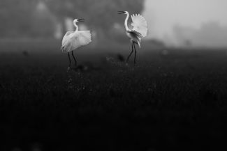 dance of herons