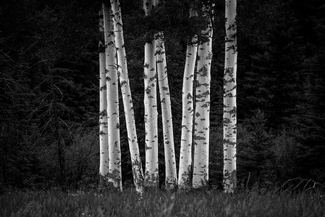 Aspen Family Aspen Family