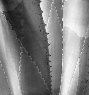 Agave Agave