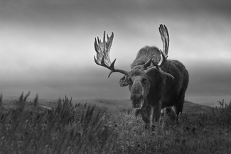 King of the Land  King of the Land