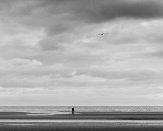 The Flock The Flock