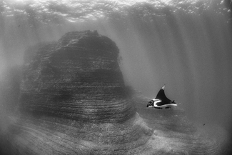 Chevron Manta Ray Chevron Manta Ray