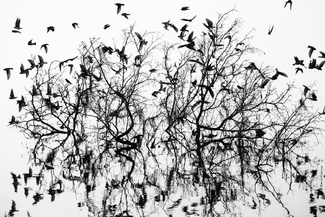 Tree Swallows Tree Swallows