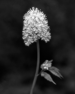Summer Flowers Summer Flowers