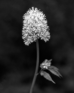 Summer Flowers