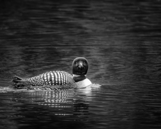 Gentle Reflection Gentle Reflection