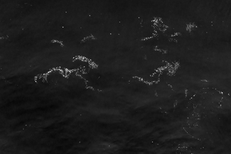 Sea Creatures in Pursuit Sea Creatures in Pursuit