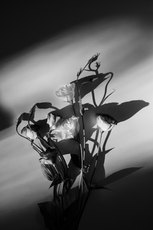 Light in Shadow Light in Shadow