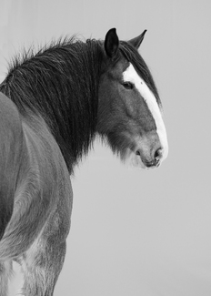 Fuzzy Wuzzy Waylon Fuzzy Wuzzy Waylon