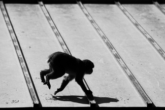 Running monkey Running monkey