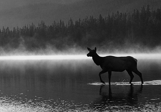 Early Morning in the Park Early Morning in the Park