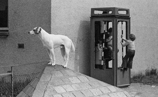 Dog and derelict phone box, Wester Hailes.