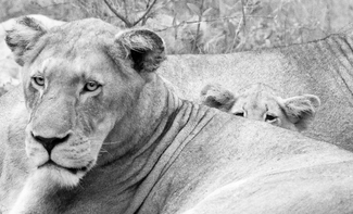 Mom, What's Over There? Mom, What's Over There?