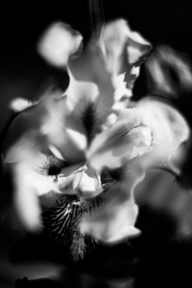 Flower Portrait Iris