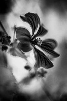FP4 FP4