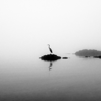 Our Neighbor the Great Blue Heron Our Neighbor the Great Blue Heron