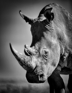 White Rhino White Rhino