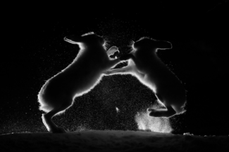 Mountain Hares fighting