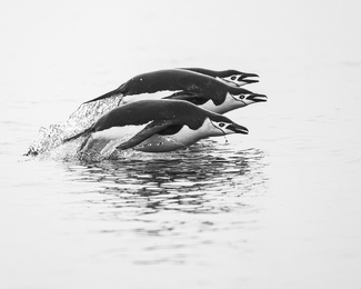 Porpoising Penguins Porpoising Penguins