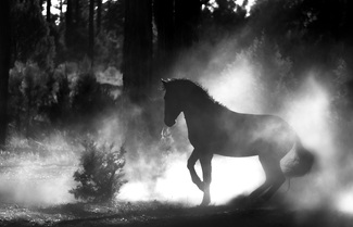 Dust and Silence Dust and Silence