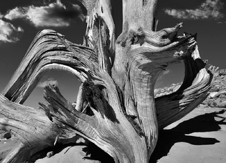 Desert Flyer Desert Flyer