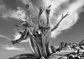 Celebrating Celebrating