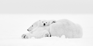 ARCTIC EMOTION ARCTIC EMOTION