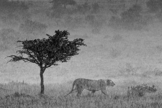 IT'S RAINING CATS AND LIONS IT'S RAINING CATS AND LIONS