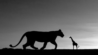 LAUREL AND HARDY LAUREL AND HARDY