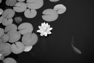 Water Lillie's