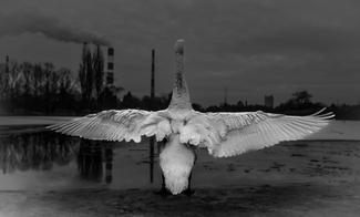 Lord of Toxic Lake  Lord of Toxic Lake