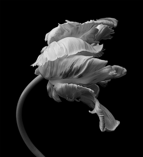 Monochrome White Parrot Tulip